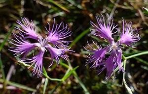 Fringed Pink - Dianthus superb © John Muddeman